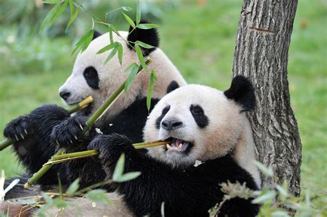 china pandas.